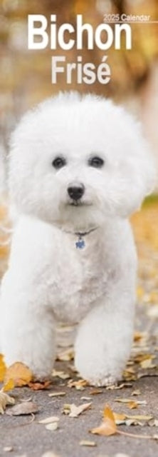 Bichon Frise Slim Calendar 2025 Dog Breed Slimline Calendar