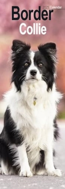 Border Collie Slim Calendar 2025 Dog Breed Slimline Calendar