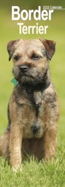 Border Terrier Slim Calendar 2025 Dog Breed Slimline Calenda