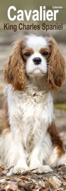 Cavalier King Charles Slim Calendar 2025 Dog Breed Slimline
