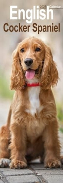 English Cocker Spaniel Slim Calendar 2025 Dog Breed Slimline