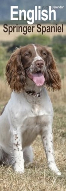 English Springer Spaniel Slim Calendar 2025 Dog Breed Slimli