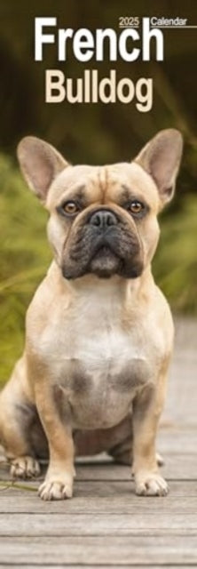 French Bulldog Slim Calendar 2025 Dog Breed Slimline Calenda