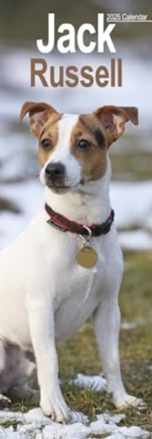Jack Russell Slim Calendar 2025 Dog Breed Slimline Calendar