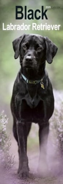 Black Labrador Retriever Slim Calendar 2025 Dog Breed Slimli