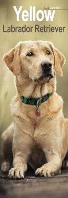 Yellow Labrador Retriever Slim Calendar 2025 Dog Breed Sliml