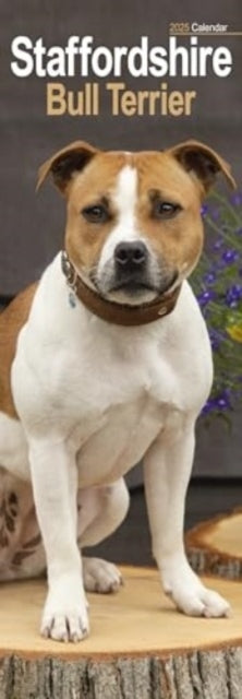 Staffordshire Bull Terrier Slim Calendar 2025 Dog Breed Slim