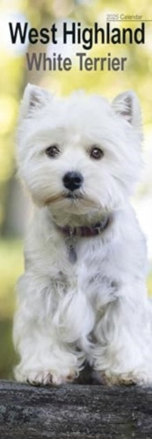 West Highland Terrier Slim Calendar 2025 Dog Breed Slimline