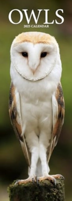 Owls Slim Calendar 2025 Bird Slimline Calendar - 12 Month