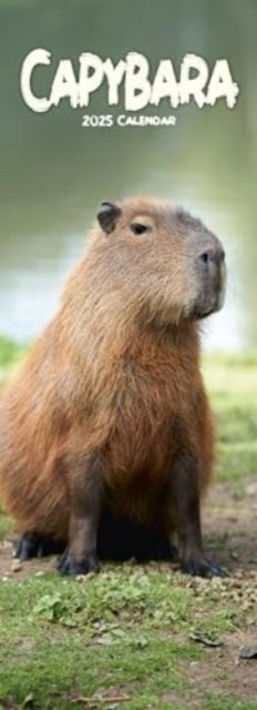 Capybara Slim Calendar 2025 Slimline Calendar - 12 Month