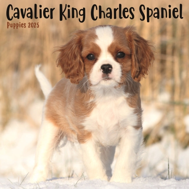 Cavalier King Charles Spaniel Puppies Square Mini Calendar 2