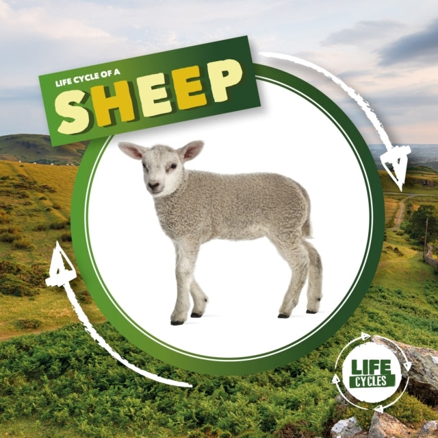Life Cycle of A Sheep