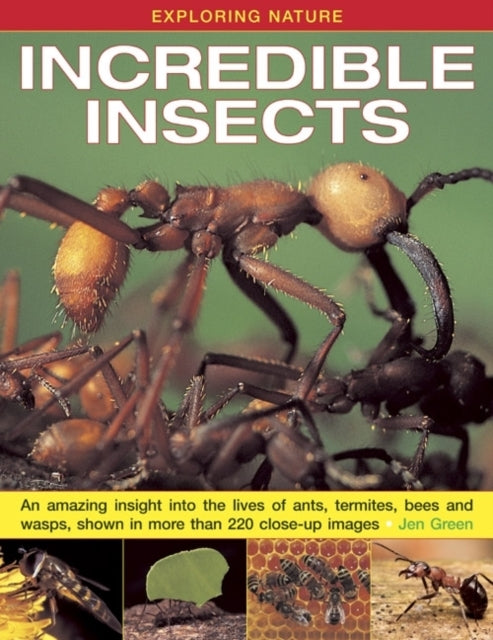 Exploring Nature Incredible Insectsan Amazing Insight Into