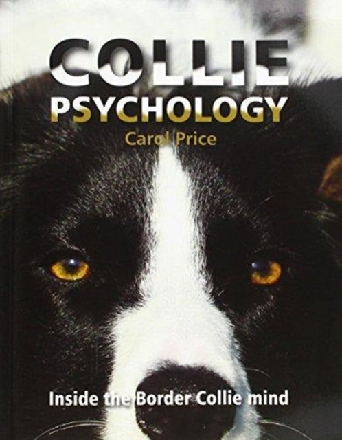Collie Psychologyinside The Border Collie Mind